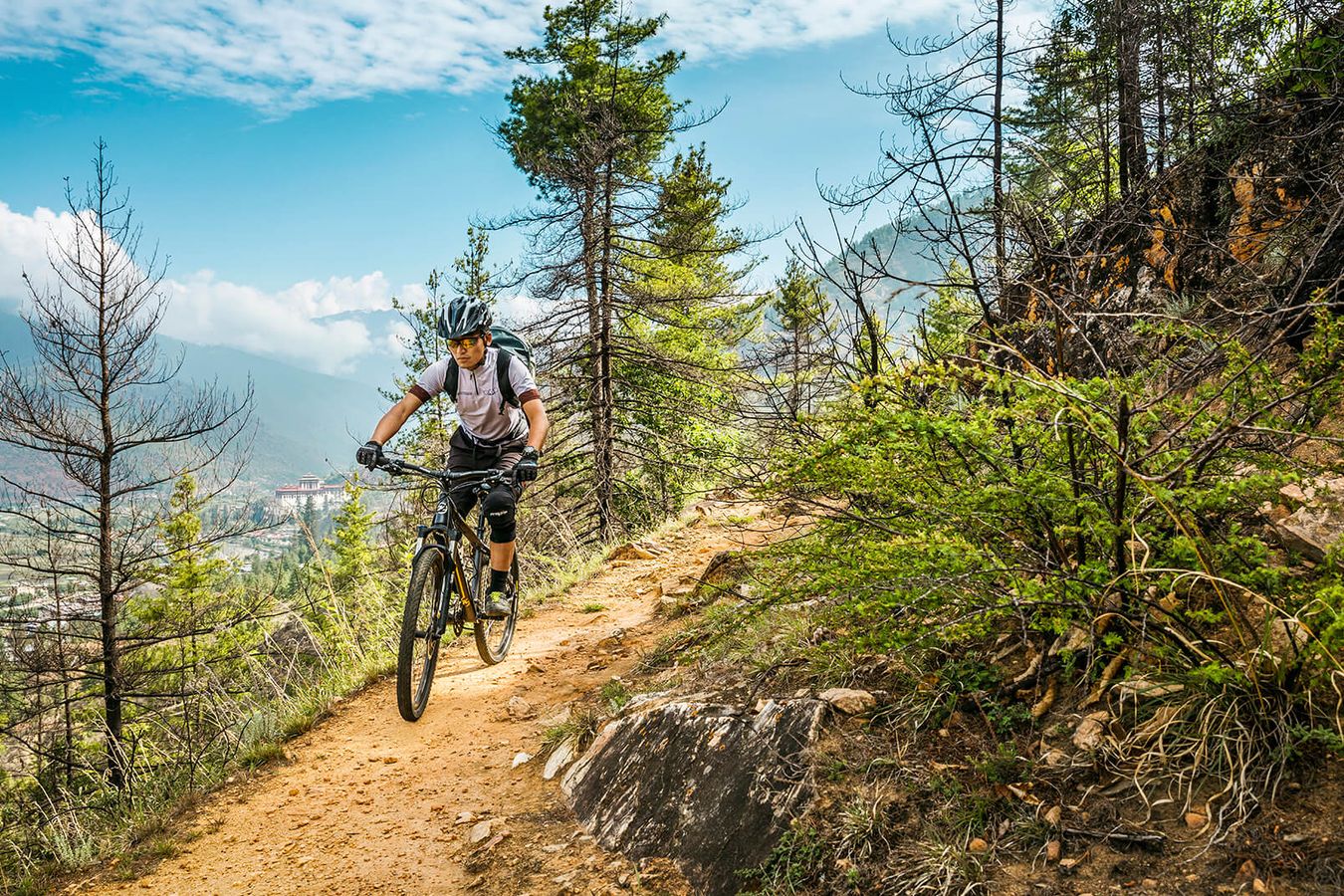 A mountain biker on a dirt track through blue pine forest above a valley