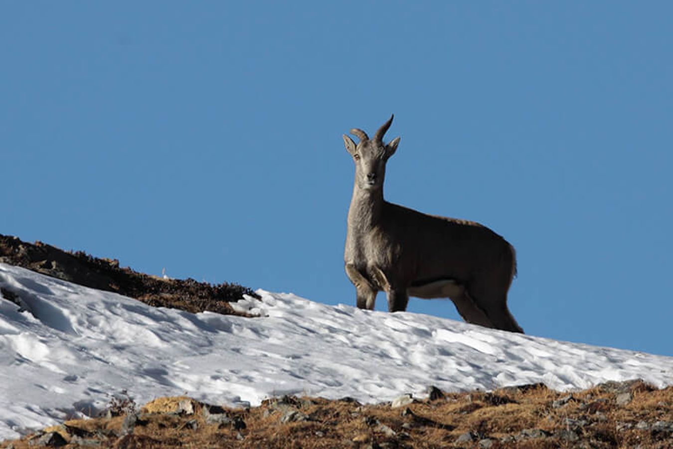 A blue sheep standing on a snow-covered ridge against a clear sky