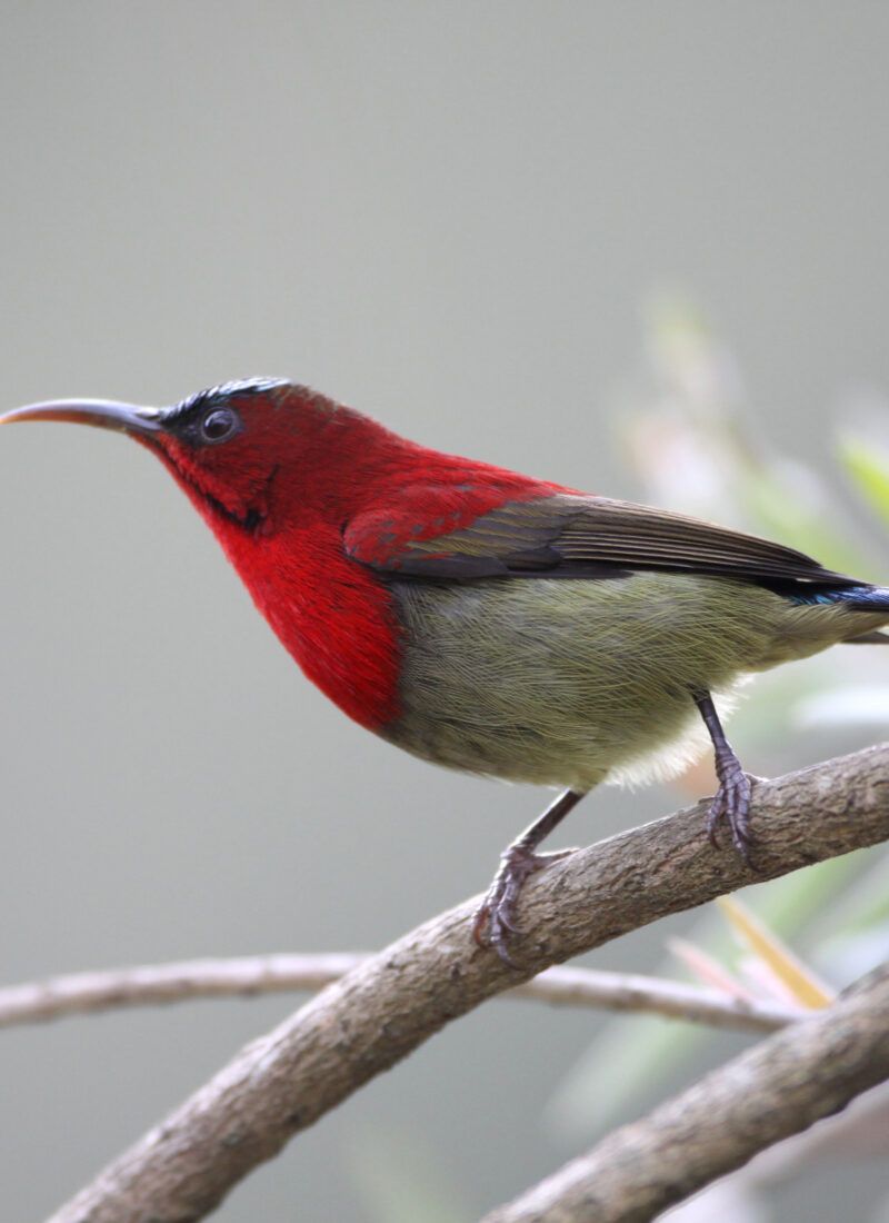 Crimson sunbird on Himalayan branch