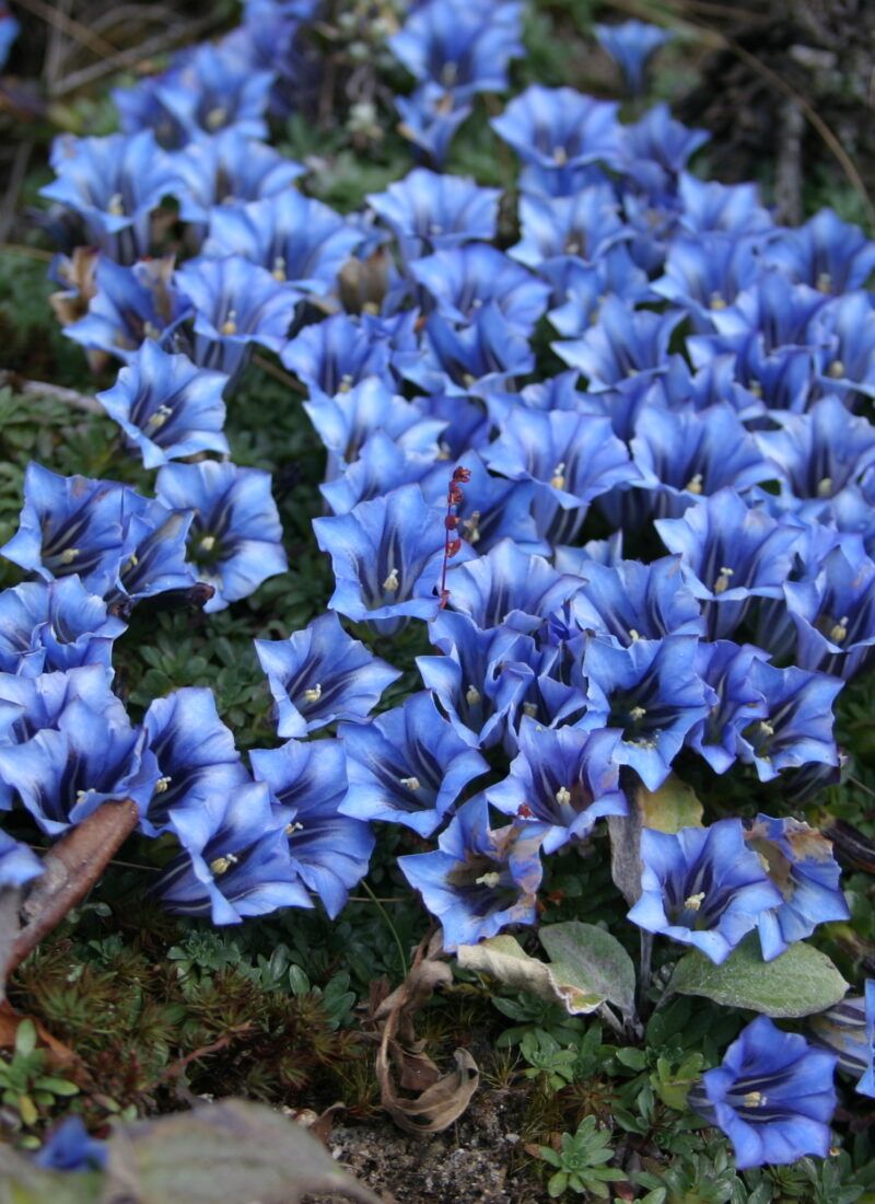 Highland gentians in alpine Bhutan